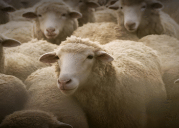 عقلية القطيع... هل أنت متورط فيها دون أن تدري؟