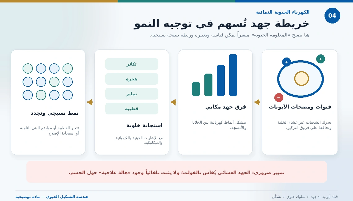 سلسلة توضح انتقال الأثر من قنوات الأيونات إلى فرق الجهد ثم تكاثر الخلايا وهجرتها وتمايزها ونمو الأنسجة.
