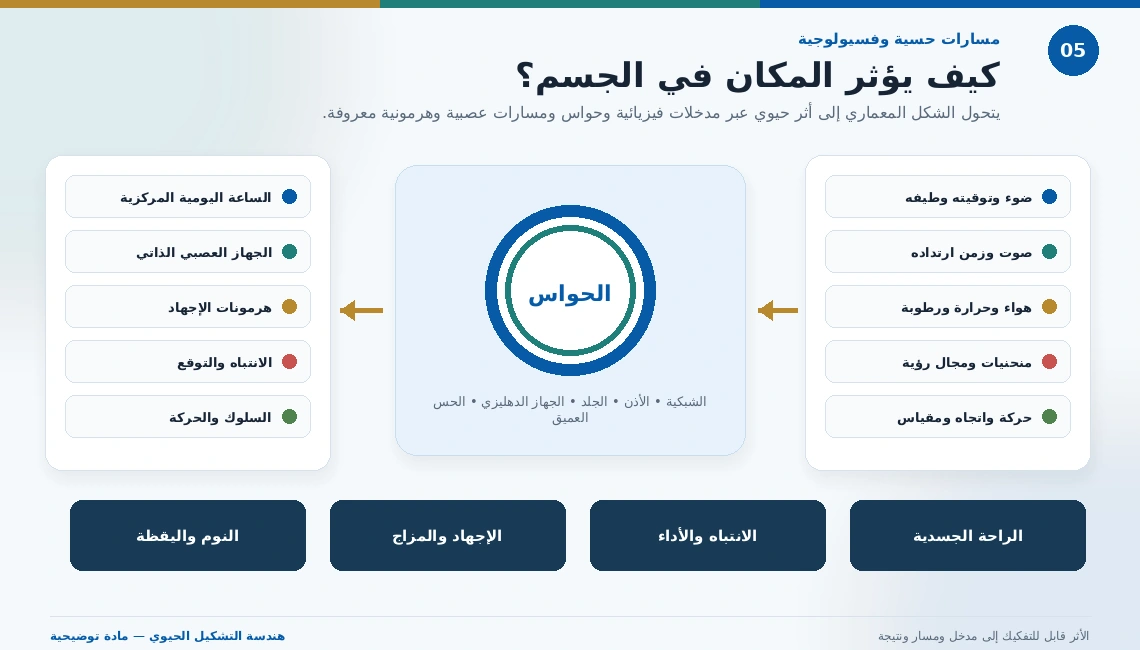 مخطط يربط مدخلات المكان بالحواس ثم بالساعة اليومية والجهاز العصبي والهرمونات والنوم والمزاج والأداء.